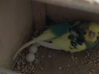 1 Yaşında yumurtalı çift muhabbet kuşu