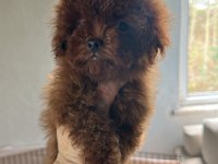 KORE RED BROWN SAFKAN TOY POODLE KÖPEKLER