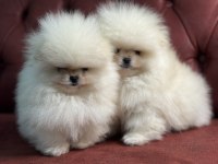 Tea Cup Pomeranian Boo Ziyarete Açık