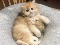 Saf Kan Golden British Longhair (Wcf Kayıtlı)