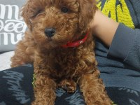 Orjinal toy poodle 3 aylık