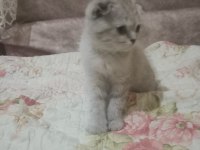 ÇOK TATLI SCOTTİSH FOLD YAVRULARIMIZ