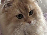 British Longhair Safkan Erkek İstanbul Beylikdüzü