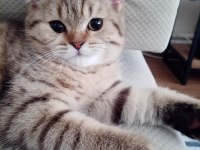 British Shorthair 5 Aylık Kedimiz