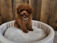 Kore Poodle Yavrularımız