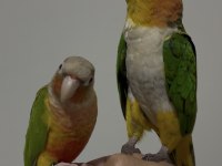 Dost canlısı konuşma var ful uysal caique