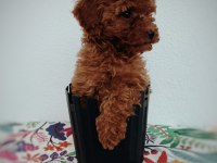 Tatlış Toy poodle yavru