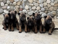 Üst kalite Belçika Malinois yavrular