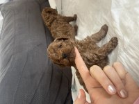 Toy Poodle Bebeklerimiz