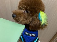 TOY POODLE ERKEK OĞLUMA EŞ ARIYORUZ