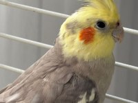 11 Aylık Erkek Grey Sultan Papağanı