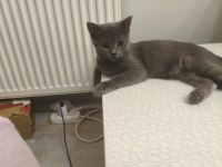British Shorthair 5 Aylık