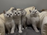 British shorthair güzellikler