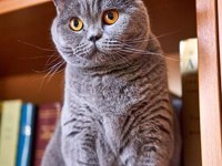 British shorthair ve scottish fold