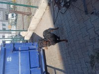 Ücretsiz Rottweiler Köpekler
