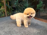 Safkan Oyuncu Kore Pomeranian Yavrularımız