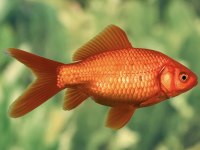 Oranda japon balığı