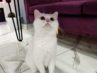 British Shorthair & Ns 11 Silver (1.5 Yaşında Prensesler)