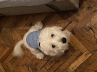 Terrier oğlumuzu sahiplendiriyoruz