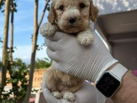 Maltipoo Yavrular Adrese Gönderim ve Kapıda Ödeme Vardır