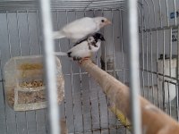 SON BİR ÇİFT DAMIZLIK BENGAL İSPİNOZUMU VERİYORUM