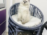 British longhair kedimiz