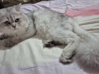 British longhair ücretsiz sahiplendirme