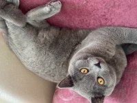 British shorthair kedimiz Yekta yeni ailesini arıyor