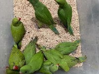El Besleme Pakistan Papağanı 81 İle Gönderim Vardır
