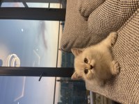 Orijinal British Shorthair