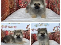 POMERANİAN KÖPEĞİMİZ