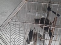 Gloster çift kanarya