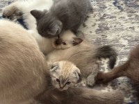 50 GÜNLÜK LYNX POİNT BLUE POİNT SCOTTİSH FOLD VE CİNNAMON