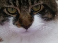 Main Coon Erkek Kedimiz
