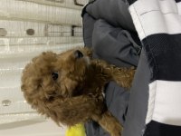 3 aylık poodle yeni yuva arıyor