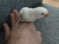 Cennet papağanı elle besleme