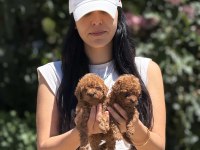 ORJİNAL TEACUP KORE POODLE BEBEKLER 