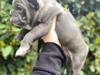Balıkesir merkez French Bulldog Yavrular