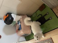 5 aylık erkek scottish fold