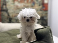 Kore kan teacup erkek maltese terrier yavrumuz