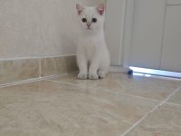 Anne baba full şecereli kedimiz