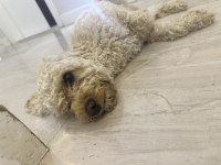 Orijinal Toy Poodle