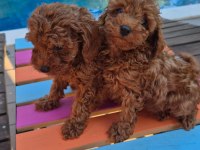3 Aylık Safkan Toy Poodle Bebeğimiz