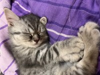 2 Aylık Dişi British Longhair Bebeğim
