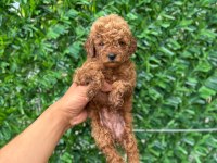 Safkan Poodle Bebekler