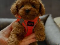 Red Toy Poodle Mağazamızdan Sizlere