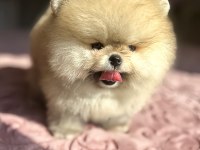 SHOW CLASS MÜHTEŞEM POMERANİAN BOO YAVRULAR