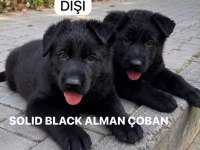 Solid Black Alman Çoban Köpeği Yavruları