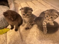 2 yavru scottish fold