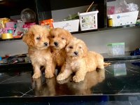 IRK VE SAĞLIK GARANTİ ORJİNAL MALTİPOO BEBEĞİMİZ